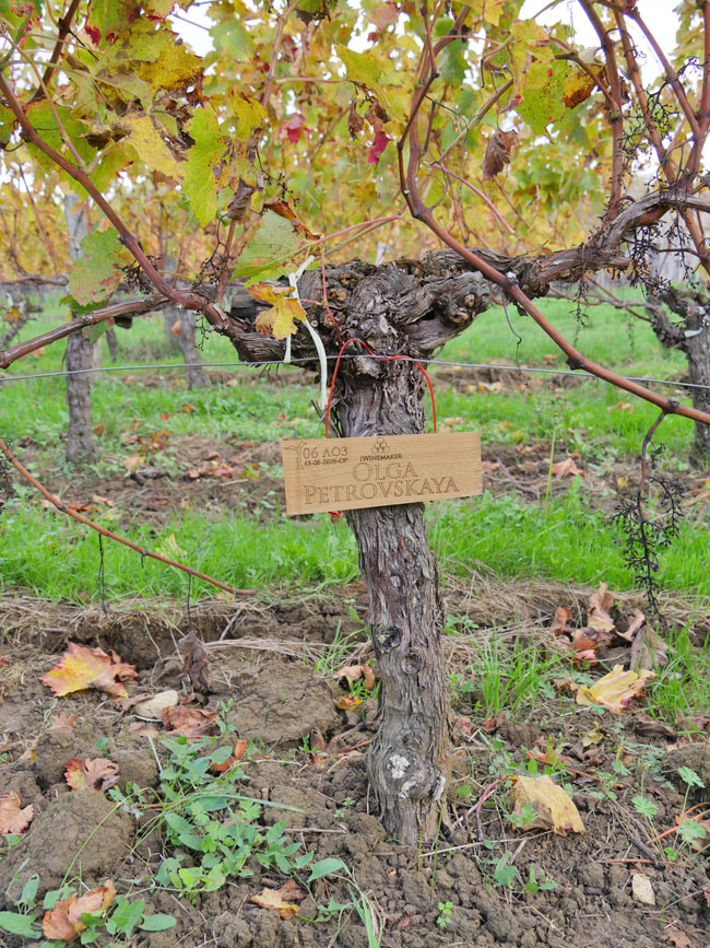 Виноградник на урожай